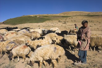 AFGHANISTAN, Agriculture, "Shepard boy tending his flock, between Chakhcharan and Jam"