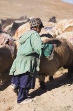 AFGHANISTAN, between Chakhcharan and Jam, Agriculture, Shepard boy tending his flock