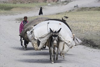 AFGHANISTAN, Ghor Province, Pal-Kotal-i-Guk, Aimaq boy follows laden donkey