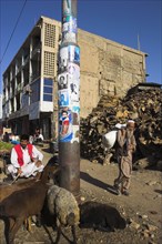 AFGHANISTAN, Kabul, "Central Kabul, Shor Bazaar, Sheep tied to electricity pole."