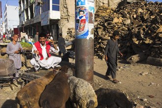 AFGHANISTAN, Kabul, "Central Kabul, Shor Bazaar, Sheep tied to electricity pole."