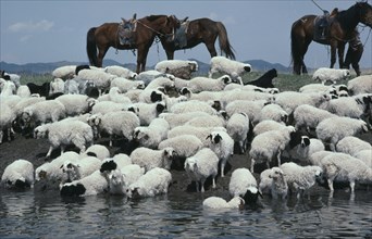 MONGOLIA, Agriculture, Mongolian herdsmen (part seen) watering flock of sheep with their horses