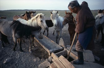 MONGOLIA, South Gobi, Agriculture, Man drawing water from well to water horses waiting beside metal