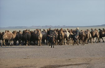 MONGOLIA, South Gobi, Agriculture, "Mongolian herdsman and woman on horses herding camels in dry,