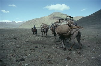MONGOLIA, Transport, Horse rider leading laden camel train to new camp.