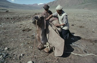MONGOLIA, Transport, Nomads preparing to move camp putting felt blanket on to back of pack camel.