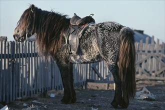 MONGOLIA, Transport, Pony tied to fence harnessed with Russian saddle and with frost covered winter