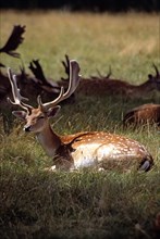 ENGLAND, Warwickshire, Warwick, "Fallow deer sitting, Charlecote Park"