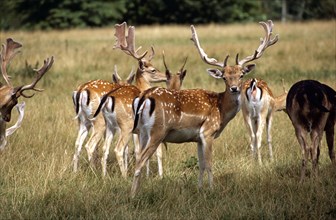 ENGLAND, Warwickshire, Warwick, "Charlecote Park, Herd of fallow deer."