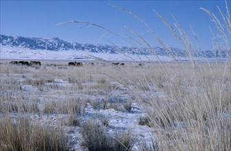 MONGOLIA, Gobi Desert, "Mid-winter on Bigersum negdel collective. Dried clusters of grass, remains