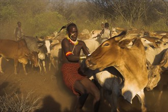 ETHIOPIA, Lower Omo Valley, Tumi, "Hama Jumping of the Bulls intiation ceremony, getting the bulls