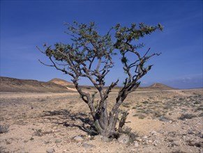 UAE, Oman, Mugsail, Frankincense tree (Boswellia sacra) in desert area near Salalah.