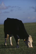 AGRICULTURE, Livestock, Cattle, Single black and white cow grazing on Sussex Downs.