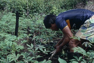 COLOMBIA, North West Amazon, Tukano Indigenous People, Venancio one of Ignacio's sons planting