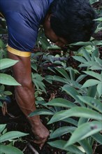 COLOMBIA, North West Amazon, Tukano Indigenous People, Close-up of  Venancio planting manioc