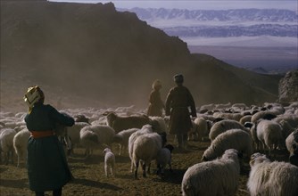MONGOLIA, Gobi Desert, "Khalkha winter sheep camp,  shepherd and family selecting and separating