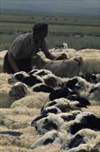 MONGOLIA, Agriculture, "Khalkha shepherd in summer camp on grass-covered plains of Bigersum negdel