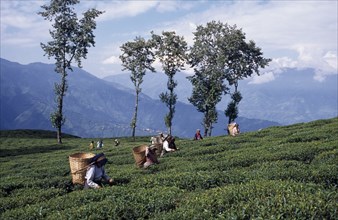 INDIA, West Bengal, Darjeeling, Tea pickers working on hilltop plantation putting picked leaves in