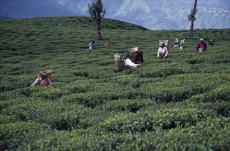 INDIA, West Bengal, Darjeeling, Tea pickers working on hilltop plantation putting picked leaves in