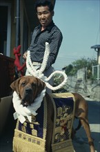 JAPAN, People, Yakuza, Portrait of gangster boss with his champion fighting dog draped with gold