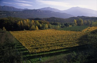 ITALY, Trentino-Alto Adige, Lake Garda Area, Vineyards in Autumn landscape near Arco.