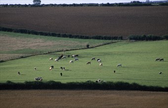ENGLAND, Dorset, Agriculture, Agricultural landscape near Dorchester showing cattle grazing in