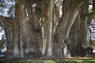MEXICO, Oaxaca State, Oaxaca, "Giant Cypress Tule Tree, Arbol del Tule, Santa Maria del Tule,