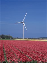 HOLLAND, Noord Holland, Alkmaar, "Tulip fields and wind tubine, north of Alkmaar"