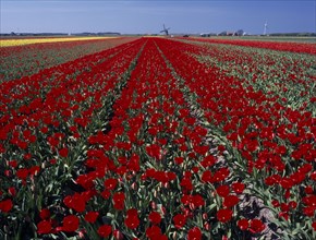 HOLLAND, Noord Holland, Sint Maartensbrug, Field of red tulips with a windmill in the far distance