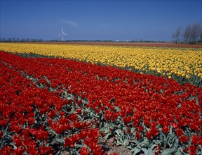 HOLLAND, Noord Holland, Sint Maartensbrug, Field of red and yellow tulips with a wind turbine near