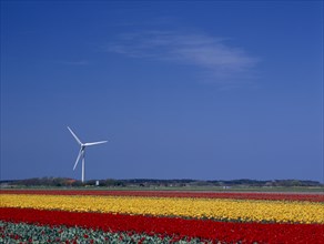 HOLLAND, Noord Holland, Sint Maartensbrug, Wind turbine in a field of red and yellow tulips near