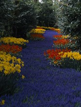 HOLLAND, South, Lisse, Keukenhof Gardens. A river of blue flowers running through a multicoloured