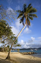 WEST INDIES, St Lucia, Gros Islet , Single coconut palm tree on Pigeon Island National Historic
