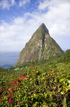 WEST INDIES, St Lucia, Soufriere , Val des Pitons The volcanic plug of Petit Piton and the lush