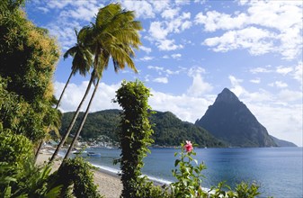 WEST INDIES, St Lucia, Soufriere, Beach lined with coconut palm trees with the town and the