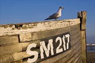 ENGLAND, East Sussex, Brighton, "Seagull perched on the gunwale of old wooden clinker-built fishing