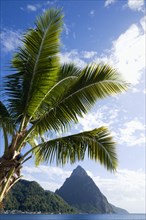 WEST INDIES, St Lucia, Soufriere, Soufriere Beach lined with coconut palm trees with the town and