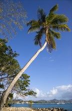 WEST INDIES, St Lucia, Gros Islet , Pigeon Island National Historic Park Single coconut palm tree