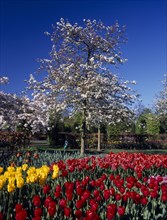 HOLLAND, South, Lisse, Keukenhof Gardens. White blossoming tree with tulip display in the