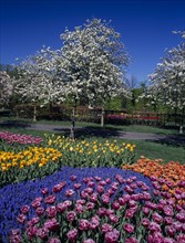HOLLAND, South, Lisse, Keukenhof Gardens. Multicoloured tulip display with a white blossoming tree