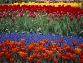 HOLLAND, South, Lisse, Keukenhof Gardens. Multicoloured tulip display
