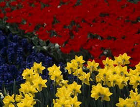 HOLLAND, South, Lisse, Keukenhof Gardens. Tulip and Daffodil display