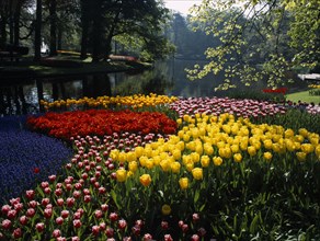 HOLLAND, South, Lisse, Keukenhof Gardens. A multicoloured display of tulips on the edge of the