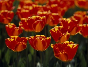 HOLLAND, South, Lisse, Keukenhof Gardens. Close up of tulip display