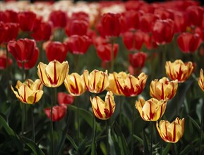 HOLLAND, South, Lisse, Keukenhof Gardens. Close up of  tulip display
