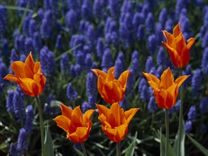 HOLLAND, South, Lisse, Keukenhof Gardens. Detail of tulip display with orange and blue combinations