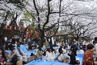 JAPAN, Honshu, Tokyo, "Ueno Park, ""Hanami"" flower viewing parties under the cherry blossoms"