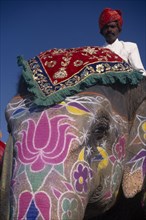 INDIA, Rajasthan, Jaipur, Mahout man on his decorated elephant at the Jaipur Heritage Festival