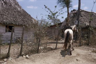 CUBA, Rural, Thatched village housing with woman framed looking out of open window and horse tied
