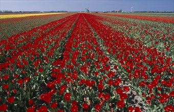 HOLLAND, Noord Holland, Sint Maartensbrug, Field of red tulips with a windmill in the far distance
